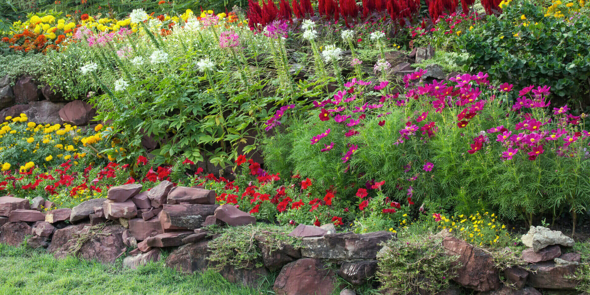 Colorful Flower In The Garden