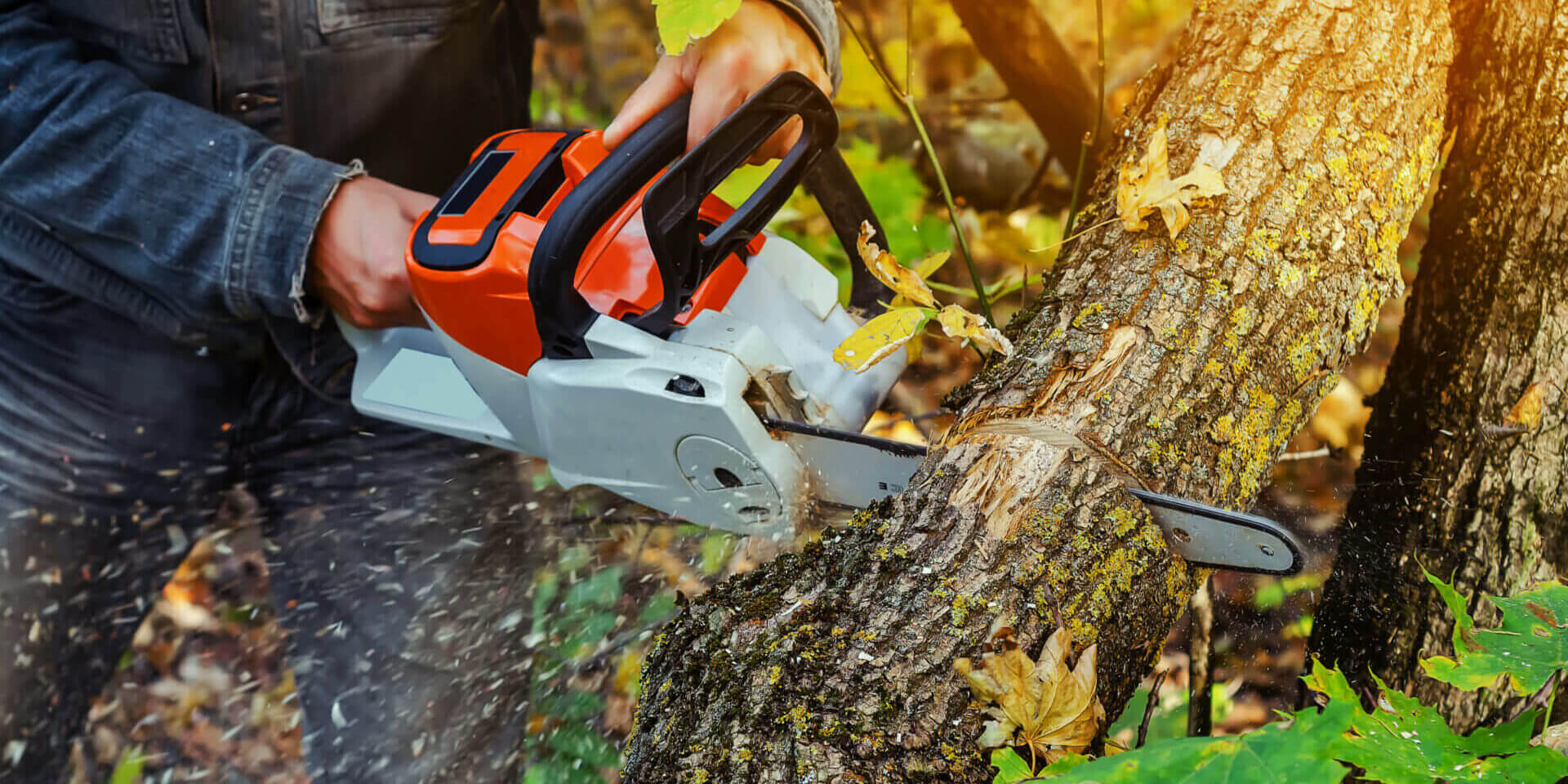 Lumberjack Cuts Down A Lying Tree With A Chainsaw In The Forest,