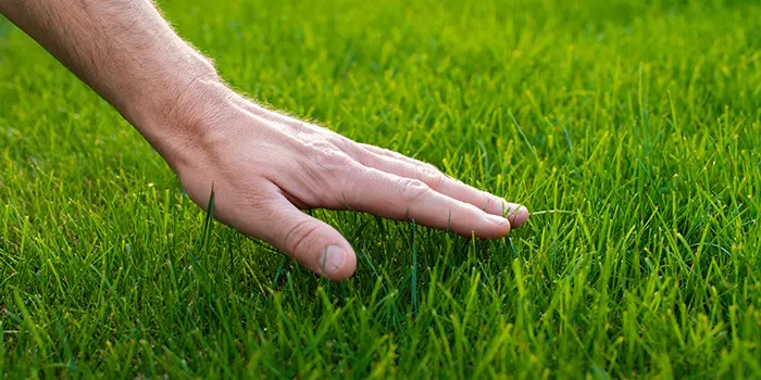 Lawn Maintenance